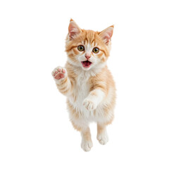 Orange and white kitten jumping with paw raised isolated on a transparent background