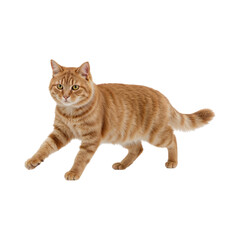 Orange tabby cat walking with striped fur isolated on a transparent background feline