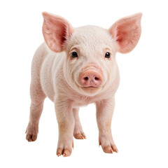 Pink piglet standing facing forward isolated on a transparent background animal farm animal