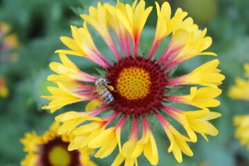 bee on the yellow flower
