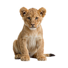 Young lion cub sitting attentively isolated on a transparent background feline big cat