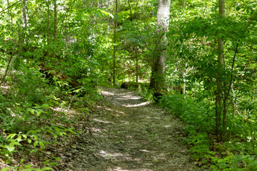 Obraz premium empy trail path