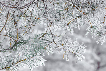 Pine tree branches are covered frost, nature winter background, snowy fir needles close up....