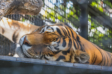 A large Bengal tiger takes a nap in its enclosure at the zoo on a hot summer day.