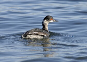 Side View of Black-necked Grebe (Podiceps nigricollis) Swimming