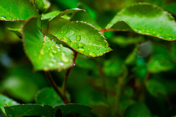 Close-up of vibrant green leaves adorned with water droplets, creating a fresh, natural scene