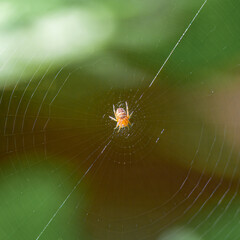 crowned orbweaver spider on its web with a blurred green background