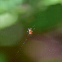 crowned orbweaver spider on its web with a blurred green background