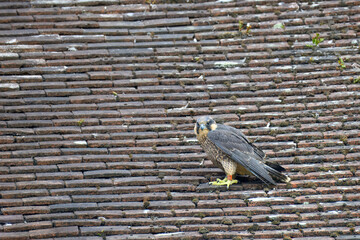 juvenile kestrel a bird of prey species belonging to the kestrel group of the falcon family perched...
