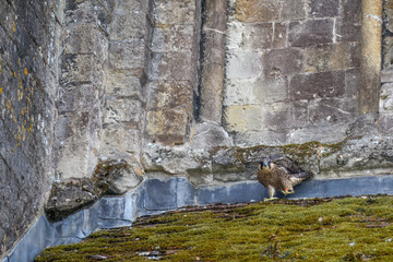 juvenile peregrine falcon perched on Romsey Abbey Hampshire England