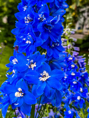 The Akureyri Botanical Garden, Iceland
