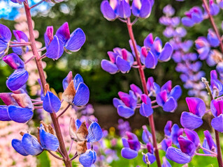 The Akureyri Botanical Garden, Iceland