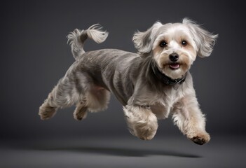 Danide dinmont terrier dog isolated on grey neutral studio background, adorable puppy, lovely doggy 2