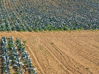 Field with rows of cabbage plants next to bare, plowed soil. A strong image of agricultural...