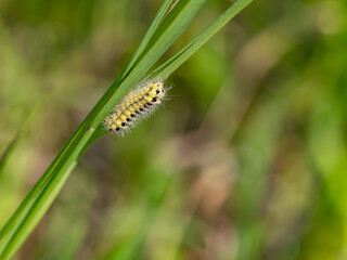 Close-up of a hairy caterpillar crawling on a green blade of grass. A vivid nature macro showcasing insect life stages, biodiversity, and the beauty of native meadows