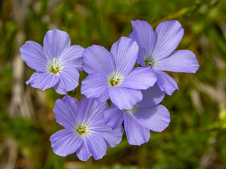 Close-up of likely Linum hirsutum (hairy flax) in bloom. Delicate violet-blue petals with fine...