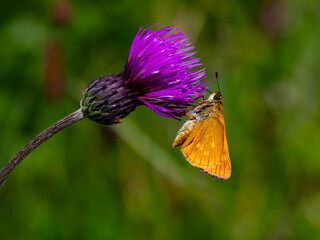 Close-up of a skipper butterfly (family Hesperiidae) feeding on a purple thistle flower. A vivid...