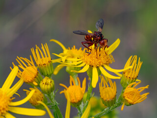 Macro of a red fly (possibly family Tachinidae) feeding on a bright yellow flower of common ragwort (Jacobaea vulgaris). A vivid example of plant-insect interaction and pollination