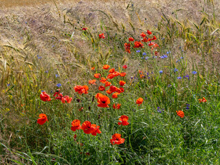Colorful wildflowers, including red poppies and blue cornflowers, bloom along the edge of a grain field. A perfect example of biodiversity in agriculture and traditional field margins