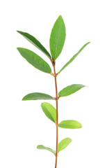 Honeysuckle twig isolated on white background. Fresh honeysuckle green leaves. Clipping path.