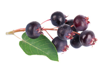 Serviceberry with green leaves isolated on white background. Saskatoon, amelanchier, shadbush, juneberry, irga or sugarplum ripe berries.