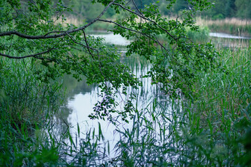 landscape with pond through tree branches