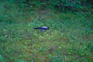 crow bird in the meadow