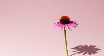 Beautiful echinacea flower with pink petals on soft pink background with shadow
