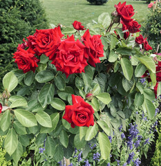 Red Roses at Palace Entrance