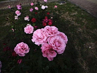 valentine roses in the theme park