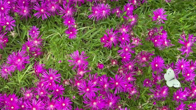 Papillon qui butine sur un tapis de fleurs roses magenta