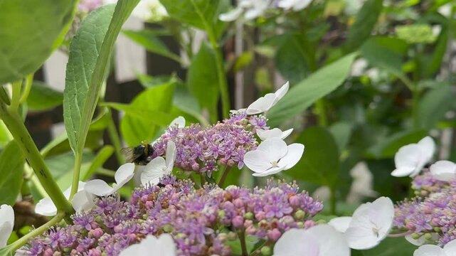 Petit bourdon butinant sur fleur d'hortensia