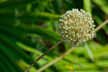Ail d'ornement