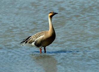 Swan goose walking through shallow water