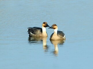 Swan goose walking through shallow water