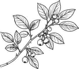 Hand-Drawn Berry Branch Botanical Illustration