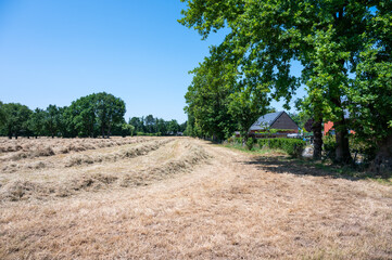 Dried ouut hay at a meadow at the Flemish countryside in Keerbergen, Flemish Brabant, Belgium