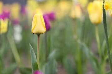 Yellow tulip in the foreground - bokeh of tulips