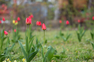 red tulips in spring on a meadow