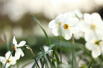 Poet's Daffodil - White Daffodils - Flowers with soft bokeh