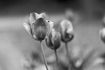 Tulips black and white shot - old photo look