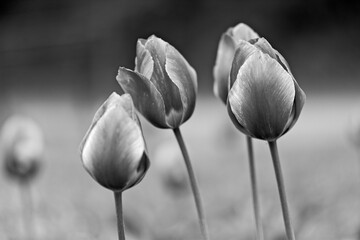 Tulips black and white shot - old photo look