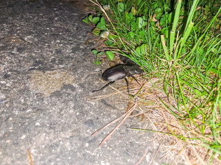 A huge horned black beetle competes with another to see who will win