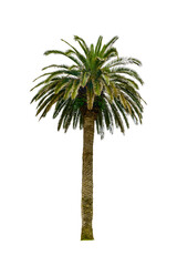 Tropical Palm Tree Isolated on White Background