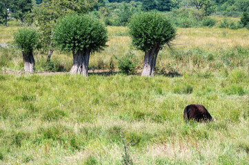 Green meadows with grazing cows at the Mechels Broek swamp in Mechelen, Antwerp Province, Belgium