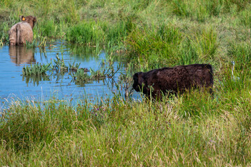 Green meadows with grazing cows at the Mechels Broek swamp in Mechelen, Antwerp Province, Belgium