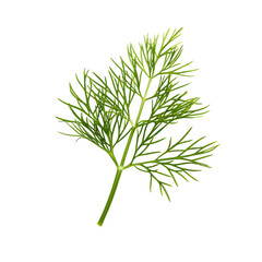 Naklejka premium Fresh dill isolated on transparent