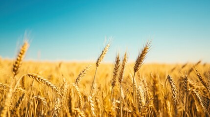 Naklejka premium Golden wheat field under a vibrant blue sky (2)