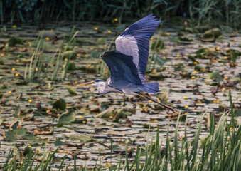heron in flight
