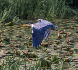 great blue heron